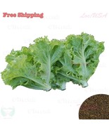 PSA Cuphea Seeds Sriracha Pink Cuphea 25 Seeds Great Flower Fast Grow - €14,20 EUR