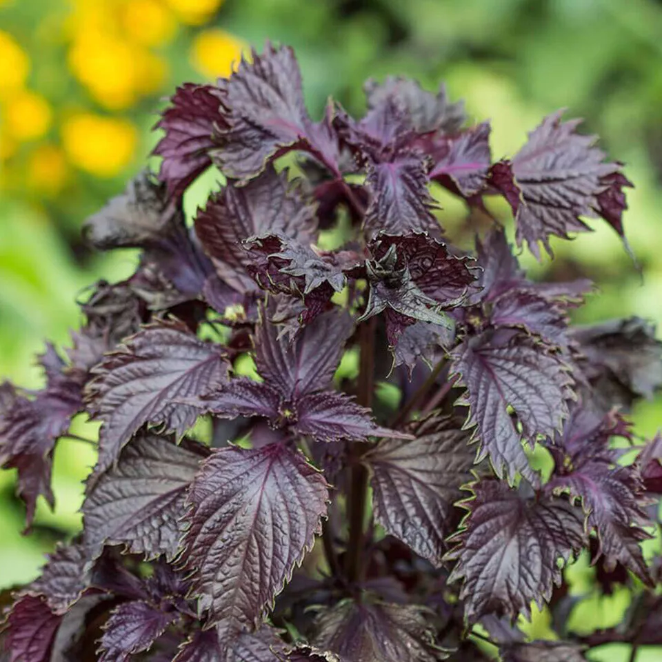 Live Purple Shiso Plant Perilla Beefsteak,Wild,Japanese Basil NON-GMO USA Seller - £18.01 GBP