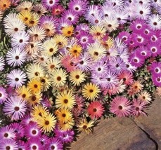 50Ice Plant Mix Flower Seeds Groundcover Drought Heat Poor Soils Garden Usa Ship - $7.98