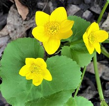 200 Seeds Caltha Palustris Bonsai Very Fragrant Can Grow Well in Pot Or ... - $291.55 MXN