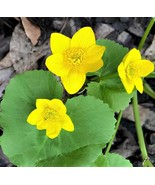 200 Seeds Caltha Palustris Bonsai Very Fragrant Can Grow Well in Pot Or ... - €12,98 EUR