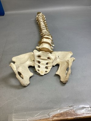 Resin Human Vertebral Column with Pelvis Skeleton Model Medical Anatomical Spine Item image 2