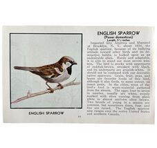 English Sparrow Bird Print 1931 Blue Book Birds Of America Antique Art P... - $371.27 MXN