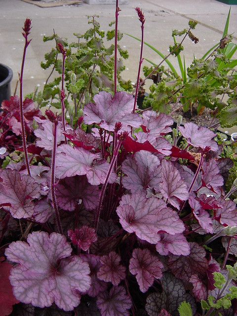 50 Coral Bells Lower Seeds (Heuchera Micrantha) Palace Purple