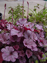 50 Coral Bells Lower Seeds (Heuchera Micrantha) Palace Purple - £8.53 GBP