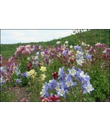 SMR Columbine Seeds Dragonfly Mix Fresh Garden - €12,35 EUR