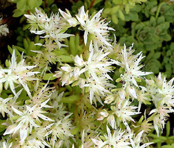 50 Seeds Sedum Oktoberfest  - £6.38 GBP