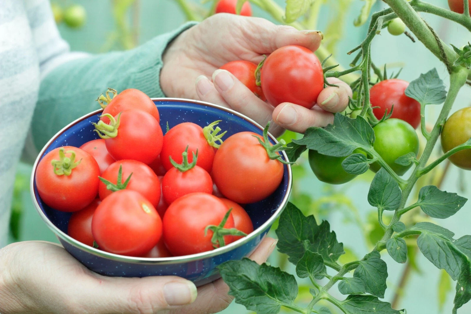 50+ Seeds Cherry Bomb Tomato Tomatoe Vegetable Garden Edible Canning - $10.02