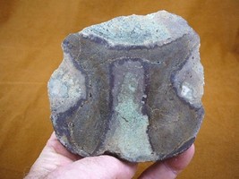 (DF374-3) 13 oz Fossil REAL DINOSAUR Bone cabbing slab lapidary dinos fossils - £61.05 GBP