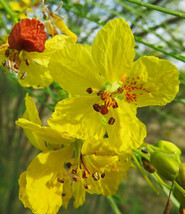 US Seller Free Shipping Parkinsonia Aculeata Jerusalem Thorn Palo Verde ... - $11.95