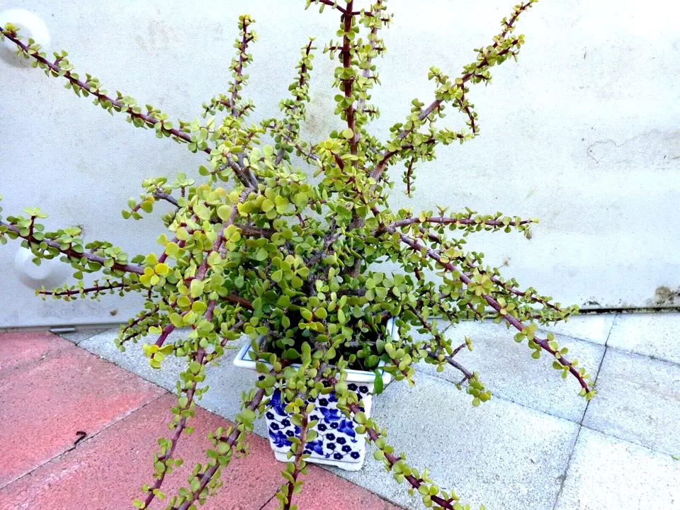 10 cuttings Green/Red stem elephant jade PORTUCALARIA AFFRA bonsai plant - $29.99