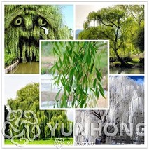 50 Pieces Beautiful True Seeds Fresh Giant Garden Decoration Green Willow Tree S - £6.56 GBP