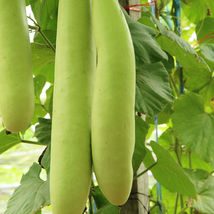 Ship From Us Gourd Cucuzzi (Italian Edible) Seeds - 2 Lb Seeds PACKET- TM11 - £163.29 GBP