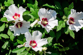 25 White &amp; Hot Pink Rose Of Sharon   - $17.00