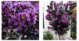 15+” Tall Black Leaf Purple Crape Myrtle Tree Crepe Live Rooted Creeping Gift - £63.14 GBP