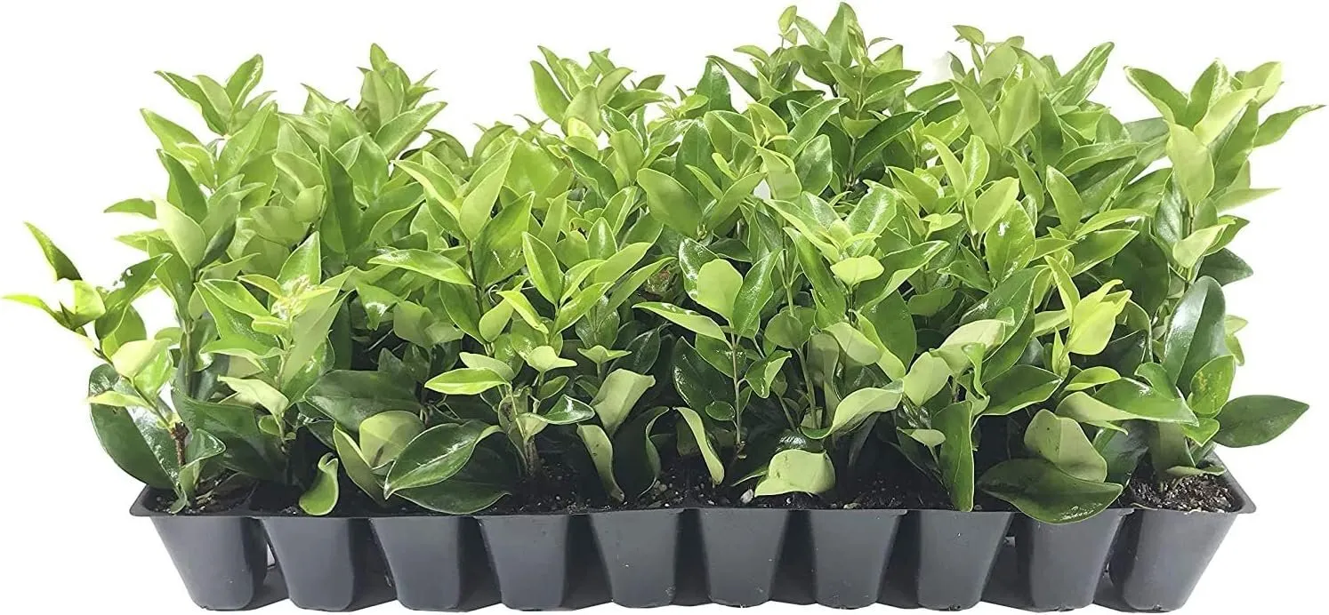 Ligustrum Waxleaf Privet 10 Live Plants Privacy Screening Hedge - £51.55 GBP