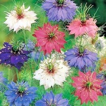 US Seller 500 Love In A Mist Flower Seeds Flowering Annual Cut Dried Flowers - £7.03 GBP