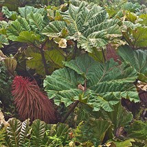 Gunnera Insignis Poor Mans Parasol Or Umbrella 50 Seeds US Fast Shipping - $14.30