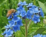400 Seeds Chinese Forget Me Not Seeds Wildflower Blooms Summer Fall Gard... - $8.99
