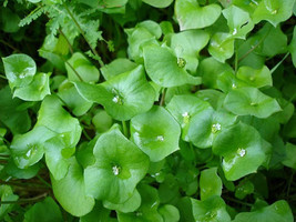 50 Seeds Purslane Winter (Claytonia Perfoliata) herb - $8.99