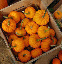 Jack Be Little Pumpkin Seeds | NON-GMO | Heirloom | Fresh Garden Seeds|Sz: 5-100 - £1.43 GBP+