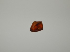 Genuine AMBER with INSECT Fossil Inclusions - Genuine Amber - Real Insec... - £5.46 GBP