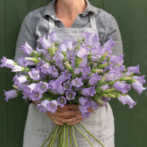 Campanula Lavender Pelleted Seeds, Campanula Lavender Pelleted Flower Se... - £11.85 GBP