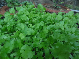 Coriander - Lush Green and Fregrant - 300+ seeds - F 085 - £1.25 GBP
