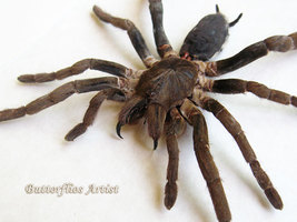 Red Baboon African Tarantula Rusty Hysterocrates Gigas Real Spider Shadowbox - $109.99