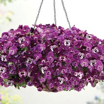 New Seeds Pansy Seeds Cool Wave Raspberry Trailing Pansy 15 Seeds Hanging Pansy  - £14.54 GBP