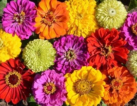 KBS 250 Painted Wagon Zinnia Colorful Flower Fresh Harvest Home Garden  - $244.45 MXN