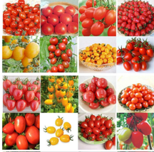 200 pcs 24 KINDS Tomoto Seeds mixed packed Purple Black Red Yellow Green Cherry  - £3.98 GBP