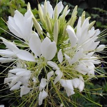 US Seller 100 White Queen Spider Seeds Clome Spinosa Flower Fresh Seeds - $7.98