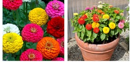 400+ Seeds Zinnia Lilliput Flower Seeds Mixed Colors Annual Reds Pinks - £15.17 GBP