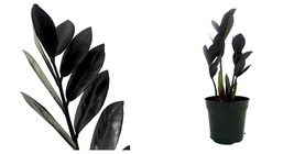 Live Plant - Zamioculcas zamiifolia - Black Raven ZZ Plant - 4&quot; Pot  - $50.99