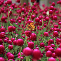 Qis Red Gomphrena Seeds Globe Amaranth Flowers 30 seeds - £10.09 GBP