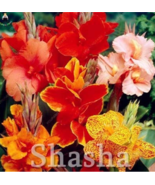100 Pcs Bag Dwarf Canna Lily Outdoor Tropical Bronze Scarlet Foliage Per... - $20.55 CAD