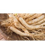 shersh zallouh Root Dried Ferula hermonis Organic 200gr (7.05 oz) شرش ال... - $30.99