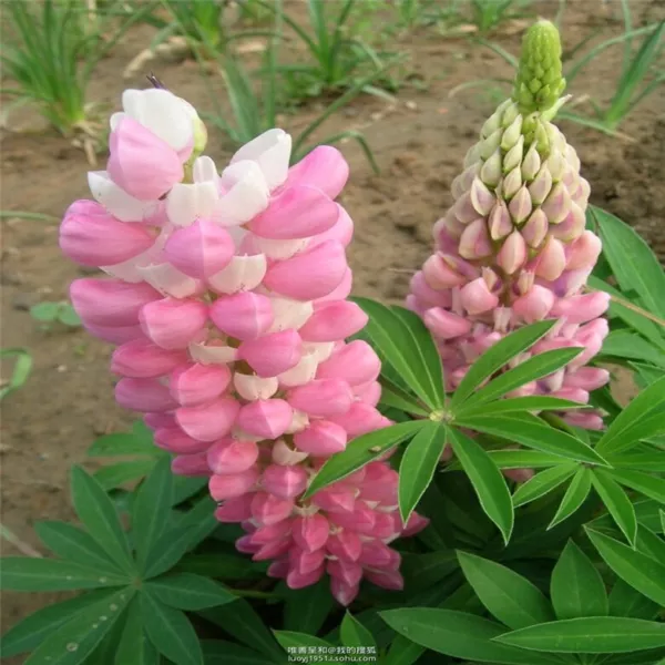 Fresh Seeds 20 Seeds Pink Lupine Lupin Flower Bush Bed Bloom Plant - £13.98 GBP
