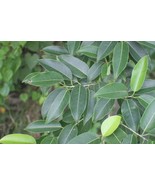 Ficus Virens Hardy Form Hardy Banyan Fig 1 Plant New Fast Shipping - $37.96