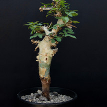 PWO Fresh 2Pcs Commiphora Pseudopaoli Seeds Burseraceae Plant - $49.58