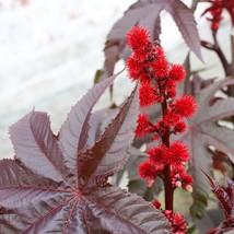 Castor Bean Seeds Ricinus Communis Gibsonii Flower Seed 50 Seeds Fresh USA Fast  - $18.99