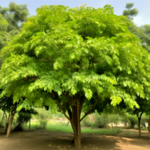 4-8&quot; Tall Starter Live Plant, 4&quot; Pot Indian Curry Leaf Tree Murraya koenigii - £58.93 GBP
