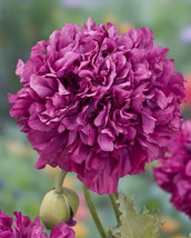 Peony Poppy Purple 100 Heirloom Seeds Papaver Paeoniflorum - £5.49 GBP