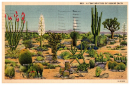 A Few Varieties Of Desert Cacti Cactus Postcard Posted 1939 - £5.47 GBP