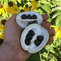 Yellowhorn Trio Seeds - Grow Your Own Xanthoceras Sorbifolium, Ideal for... - $8.00