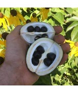 Yellowhorn Trio Seeds - Grow Your Own Xanthoceras Sorbifolium, Ideal for... - £6.39 GBP