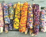 50 Seeds Ornamental Rainbow Indian Corn Seeds Native Heirloom Summer Fal... - $8.99