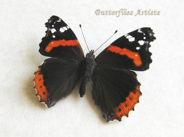 Red Admiral Vanessa Atalanta Butterfly Framed Entomology Collectible Sha... - $48.99
