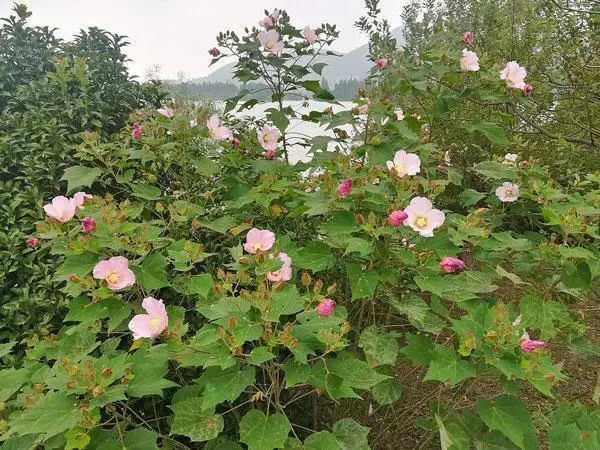 US Seller Hibiscus Mutabilis Single Cotton Rose 25 Seeds - £15.40 GBP